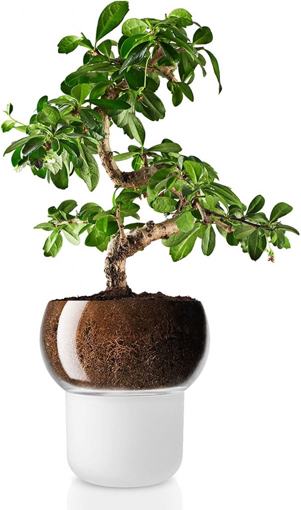 EVA SOLO Orchid SelfWatering Pot The Potlok